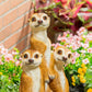 Statue de suricate à feuilles persistantes