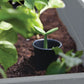 Keter Cortina Privacy Tulip Screen Planter