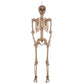 Halloween 7ft (2.1m) Poseable Skeleton