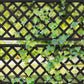 Keter Cortina Privacy Tulip Screen Planter